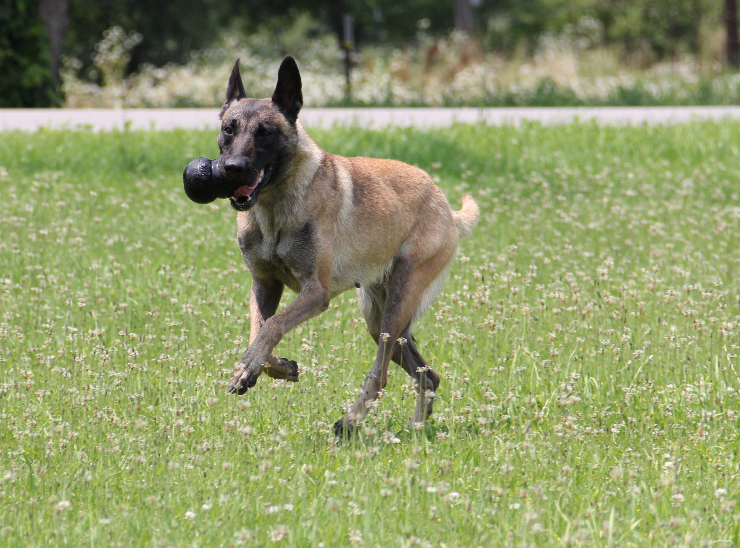 KONG Extreme S 7,6 cm - Afbeelding 3